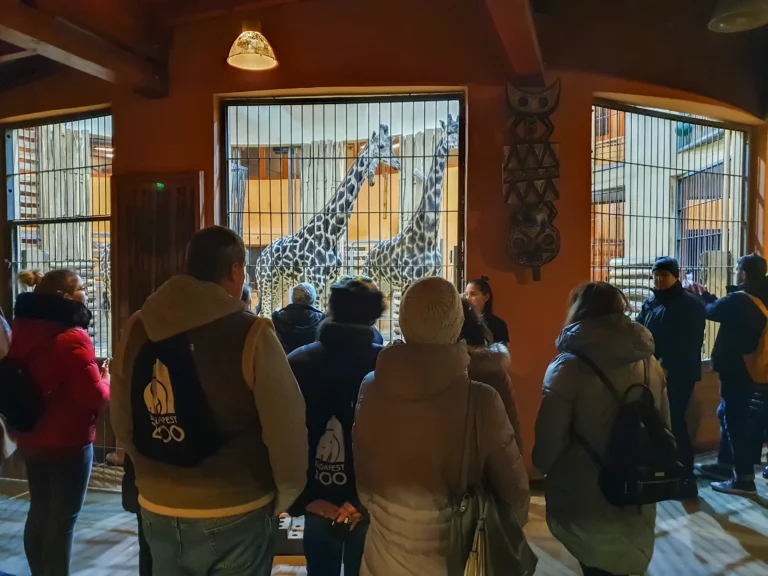 Esti Séták az Állatkertben - 2022. február 2. zsiráfok
