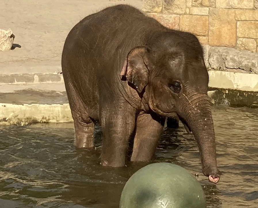 Esti Séták az Állatkertben - Samu elefánt